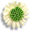 Applicazioni fiore articolo FM10238
